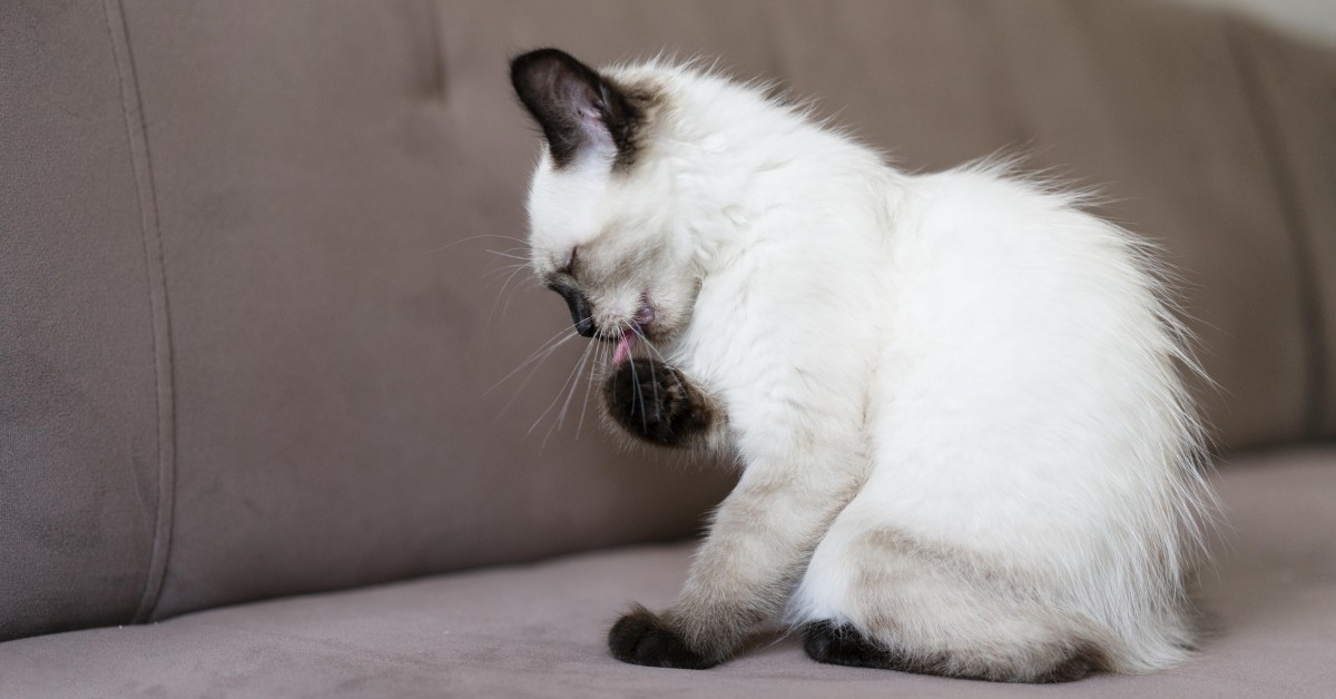 Obsessive Compulsive Disorder in Dogs and Cats